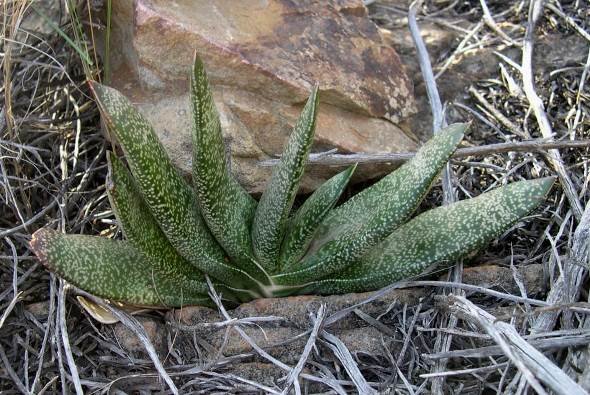 Gasteria brachyphylla var. brachyphylla leaves