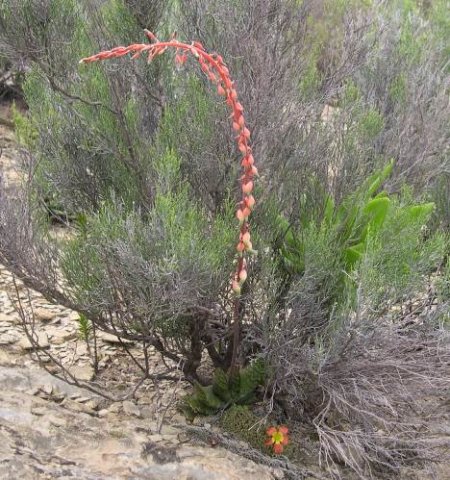 Gasteria brachyphylla var. brachyphylla raceme
