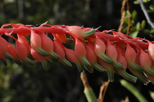 Gasteria brachyphylla var. brachyphylla raceme part