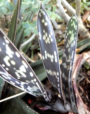 Gasteria pulchra