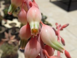 Gasteria
