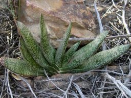 Gasteria brachyphylla var. brachyphylla leaves
