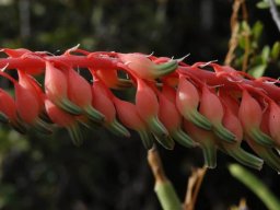 Gasteria brachyphylla var. brachyphylla raceme part