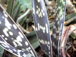 Gasteria pulchra
