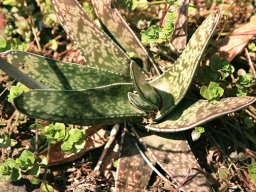 Gasteria bicolor var. liliputana