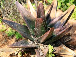 Gasteria excelsa
