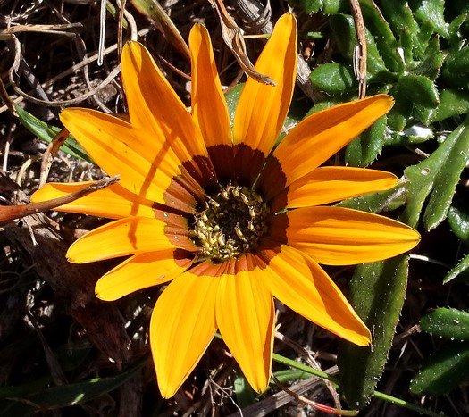 Gazania ciliaris