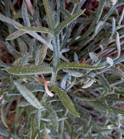 Gazania rigida leaves