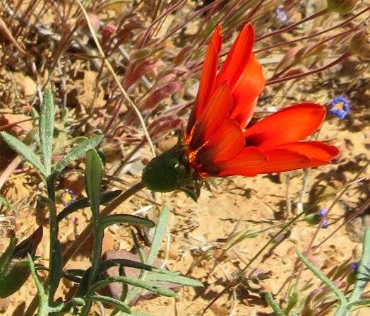 Gazania rigida involucre