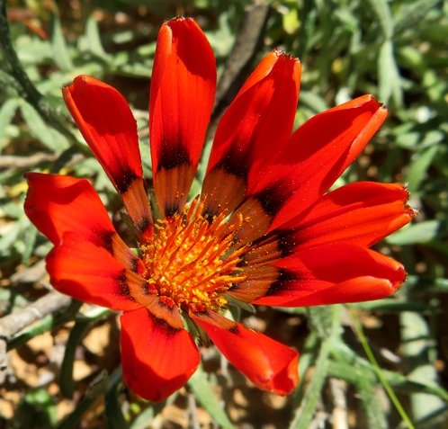 Gazania rigida open disc florets