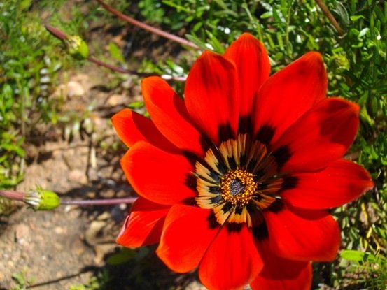 Gazania rigida flowerhead