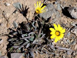 Gazania krebsiana, dark-leaved in the Karoo