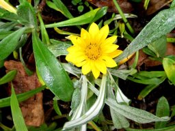 Gazania rigens var. leucolaena smooth and woolly leaves