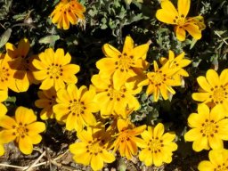 Gazania rigida yellow at Minwater