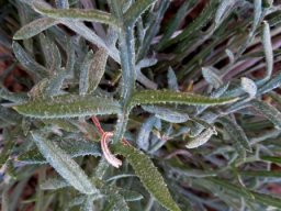 Gazania rigida leaves