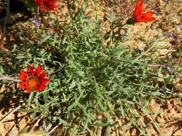 Gazania