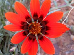 Gazania rigida flowerhead