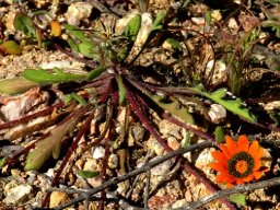 Gazania tenuifolia leaves
