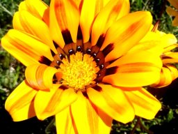 Gazania krebsiana, look again!