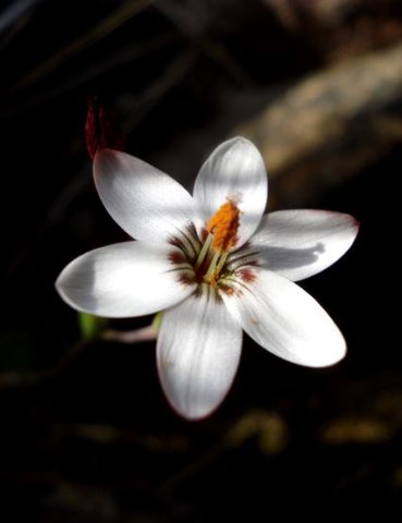 Geissorhiza ovata stamens