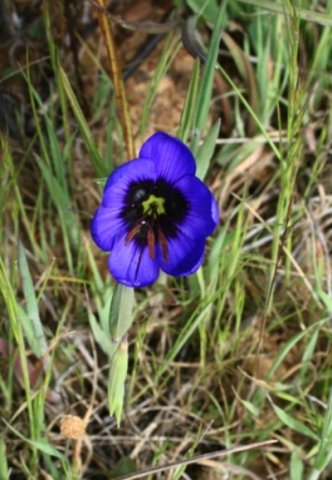 Geissorhiza splendidissima