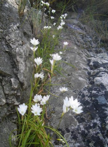 Geissorhiza white flowers near Greyton