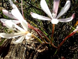 Geissorhiza exscapa