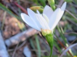 Geissorhiza leipoldtii flower