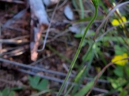 Geissorhiza leipoldtii
