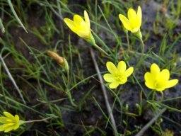 Geissorhiza ornithogaloides