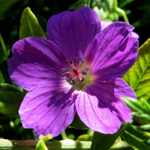 Geranium drakensbergensis conspicuous anthers