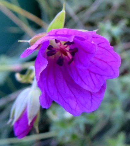 Geranium 