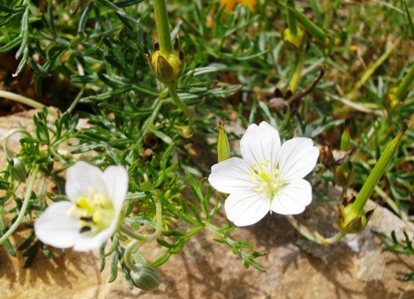 Geranium incanum, the white variety