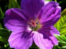 Geranium drakensbergensis conspicuous anthers