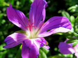 Geranium drakensbergensis conspicuous style branches