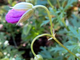 Geranium drakensbergensis buds