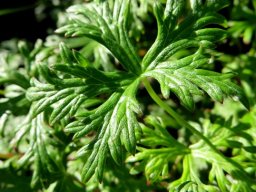 Geranium drakensbergensis leaf