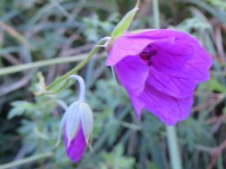 Geranium drakensbergensis half-open flower