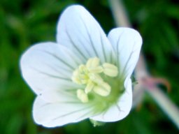 Geranium incanum anther cluster