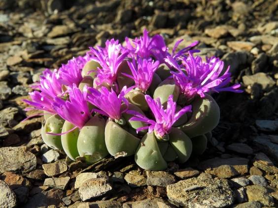 Gibbaeum