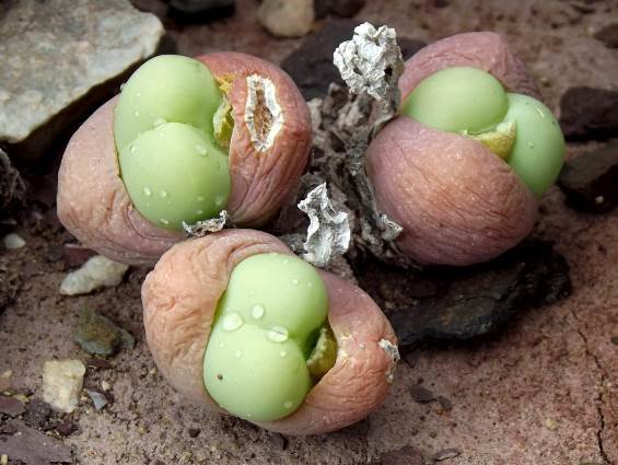 Gibbaeum heathii new leaves in old ones