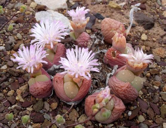 Gibbaeum heathii flowers