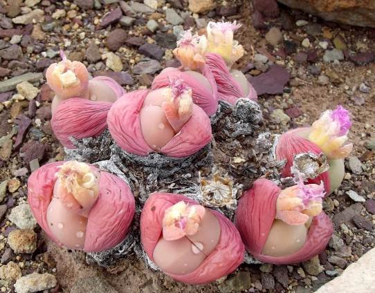 Gibbaeum heathii old purple flowers