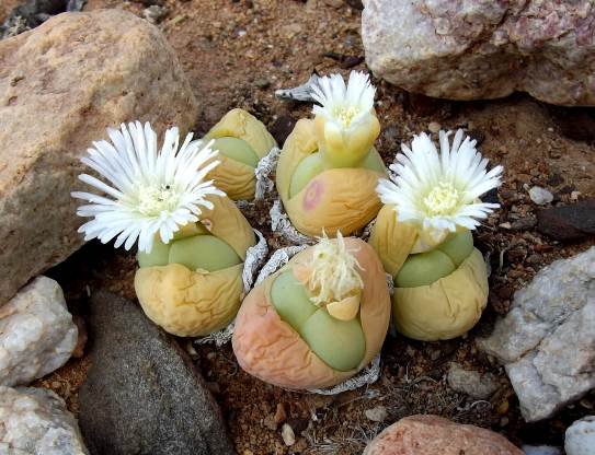 Gibbaeum heathii white flowers