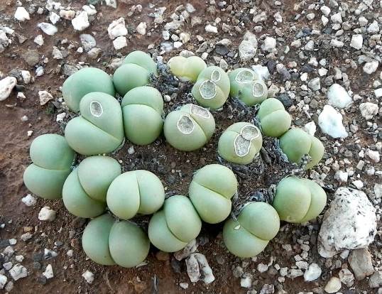Gibbaeum heathii young leaves