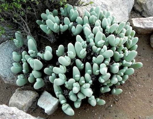 Gibbaeum pubescens clump conference