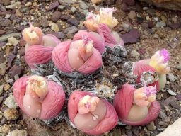 Gibbaeum heathii old purple flowers