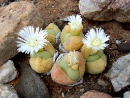 Gibbaeum heathii white flowers