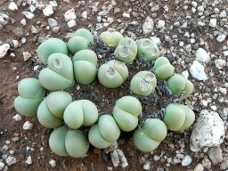 Gibbaeum heathii young leaves