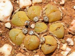 Gibbaeum nuciforme old leaves half buried